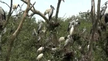 Bhitarkanika plays host to over 1 lakh migrant water birds