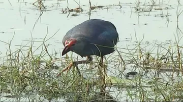 Drop in number of winged visitors at Chilika