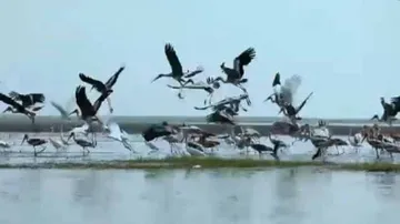 Column: Change of Approach Must To End Poaching In Chilika
