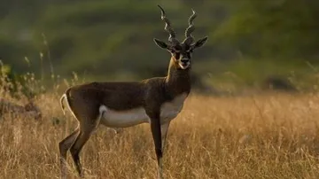 Odisha Forest Department Carries Out Blackbuck Census