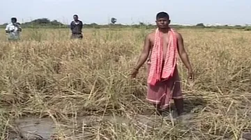 After pests, Ganjam farmers grappling with wild boar menace