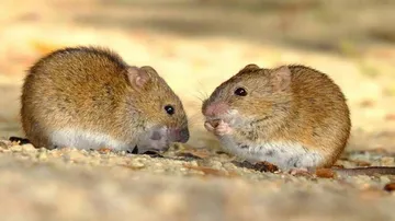 Northern Chinese City Sounds Alert For Bubonic Plague