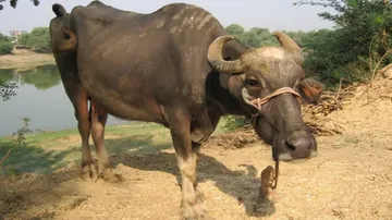 How Buffalo Settled Theft Case In Uttar Pradesh