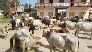 Odisha Farmers Release Bulls Into Block Office As Mark Of Protest