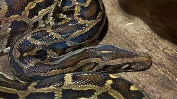 16-feet-long python rescued in Odisha's Kendrapara district