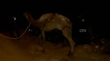 No Joy Ride: Deserted Camel Rescued From Cuttack