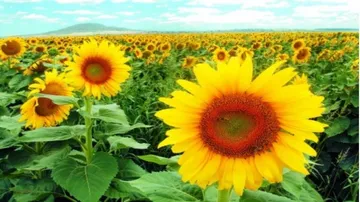 Khariff 2016: Prioritise finance for cash crops, Govt tells Collectors