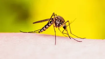 ICMR Warns Of Chinese 'Cat Que Virus' In India Amid Covid Pandemic