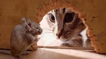 Mice exposed to cat urine are easy prey