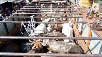 Illegal cattle transportation: Locals detain 4 trucks in Dhenkanal