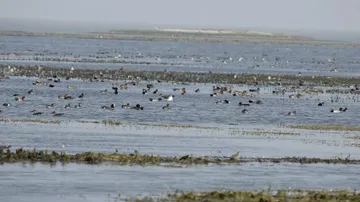 Helicopter flying over Chilika: CDA authorities file FIR