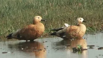 Rise in avian guests at Chilika