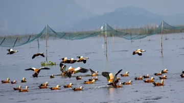 Highest Ever Migratory Bird Count Recorded In Chilika