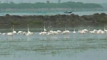 With onset of winter, winged guests start arriving at Chilika Lake