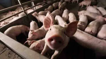 Rajasthan records 162 deaths due to swine flu this year