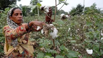 Cotton Farming - Odisha Badly Needs A Road Map