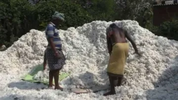 Cotton farmers in Odisha distressed over inoperative mandis