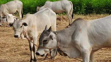 Government announces several schemes for cow welfare