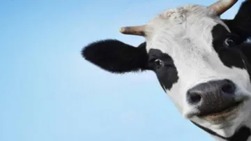 Another Cow Injured After Chewing Crude Bomb In Odisha