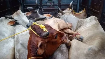 Cattle Smuggling: Over 100 Cattles Rescued, 5 Persons Held In Balasore