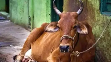In its death, cow brings together members of various communities in Mathura village