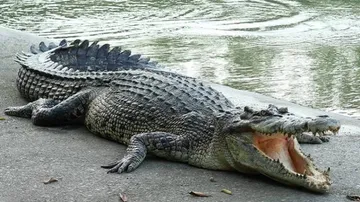 Crocodile drags minor boy into river in Kendrapara