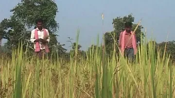 No crop loan waiver for Odisha farmers