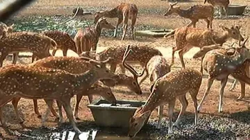 Cuttack’s sole deer park wallows in neglect