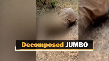 Elephant Carcass Found In Odisha Forests, Dept Suspects Viral Infection As Cause Of Death