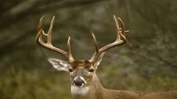 Deer most hunted animal in Odisha: Minister
