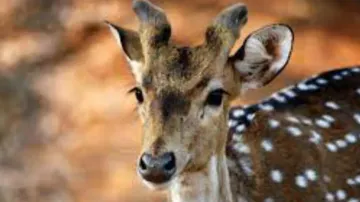 Deer