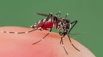 Dengue patient dies in Odisha; death toll rises to 4