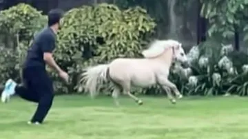CSK Skipper MS Dhoni 'Tests His Fitness' With A Shetland Pony