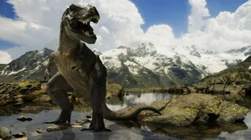Dinosaur Toe Bone Found In South Korea