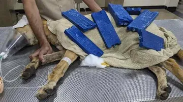 Pvt Security Guards In Gurgaon Caught Thrashing Street Dog, Attempt To Bury It Alive