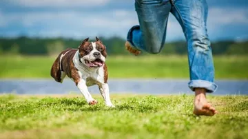 Anxious men more prone to dog bites