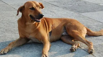 Loyalty Rewards! Man Wills Half Of His Property To His Pet Dog