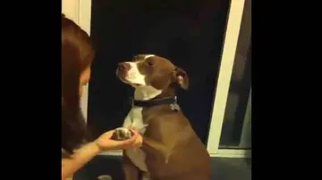 Video Of This Dog 'Fainting' To Avoid Nail Trimming Is Rib-Tickling!