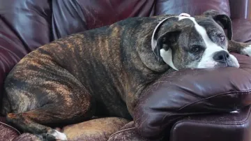 Depression in Dogs