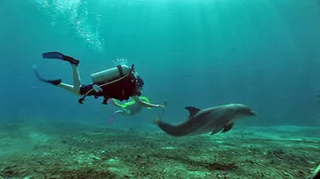 Now, a smartphone for dolphins to play games