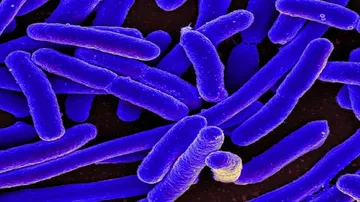NASA to launch E. Coli into orbit to study antibiotic resistance