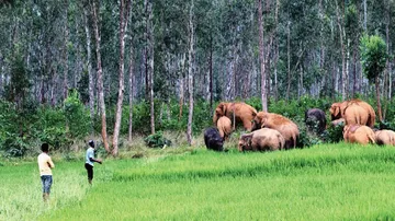 Odisha Forms Task Force To Reduce Man-Animal Conflict