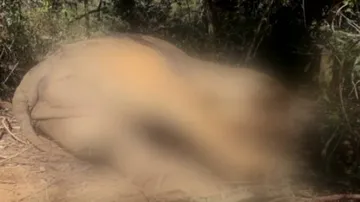 Odisha: Another Elephant Killed In Dhenkanal For Tusks, Poachers Escape