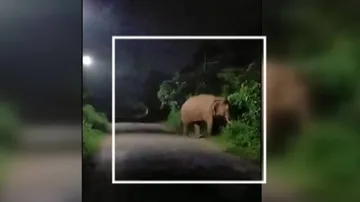 Jumbos Wreak Havoc In Khordha, Damage Hospital Boundary Wall