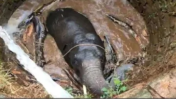 Elephant Calf Rescue From Deep Well Wins Hearts! Twitterati Amused