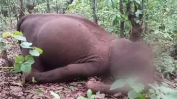 'Ivory Smuggling' Behind Elephant Deaths In Odisha; PCCF Demands Crime Branch Probe