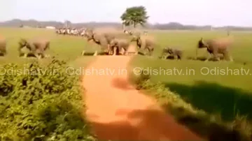 Jumbo problem: Herd of over 150 elephants near Keonjhar border