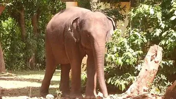 Female Jumbo 'Gauri' Succumbs To Herpes; 4 Deaths In 25 Days Puts Officials In A Fix