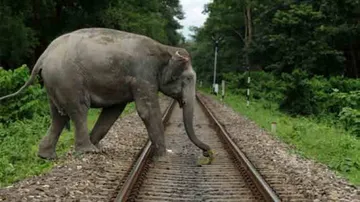 NFR Initiatives Help Save 140 Elephants This Year