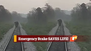 WATCH: Tusker On Railway Tracks SAVED, Thanks To Emergency Brakes Of Train